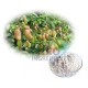 High Purity 98% 5-HTP (Griffonia Seed Extract) 5-Hydroxytryptophan