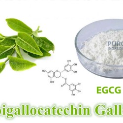 Green Tea Extract 90% Standardized EGCG Epigallocatechin Gallate