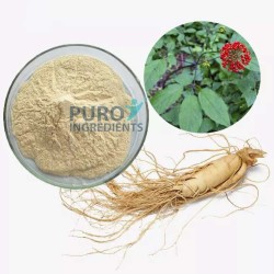 PuroIngredients Top quality Panax Ginseng Root Extract Standardized 80% Ginsenosides for Boosting Immunity Energy