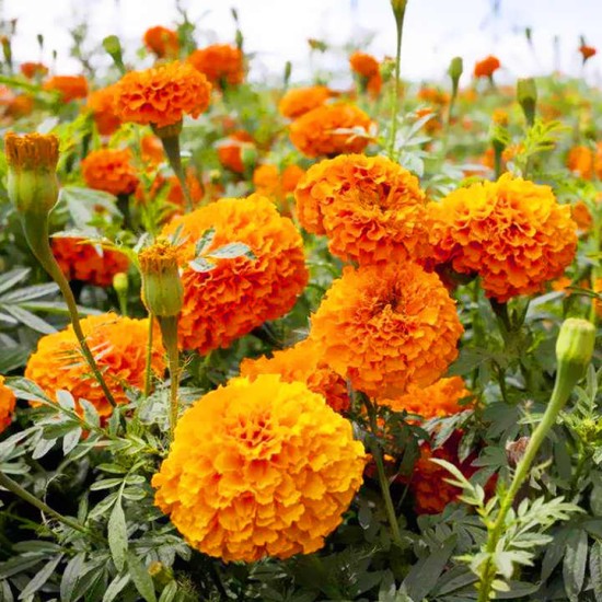 Premium Standardized 20% Lutein & 4% HPLC Zeaxanthin Natural Marigold Extract Xanthophyll Powder