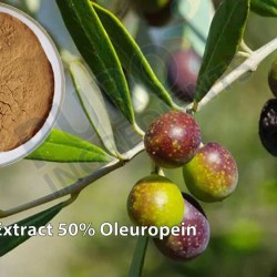 High Quality Olive Leaf Standardized Extract Powder 50% Oleuropein
