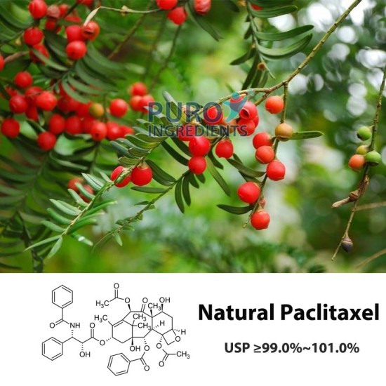 PuroIngredients Natural Paclitaxel Powder CAS 33069-62-4 High Purity USP EP 99% HPLC Medicinal Anticancer Agent PuroIngredients Natural Paclitaxel Powder CAS 33069-62-4 High Purity USP EP 99% HPLC Medicinal Anticancer Agent