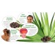 Saw palmetto extract 45% fatty acid serenoa repens powder urinary prostate support supplement Saw palmetto extract 45% fatty acid serenoa repens powder urinary prostate support supplement